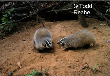 Two young badgers playing outside their burrow (Marquette Co).
