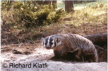 Badgers spend much of their time in burrows