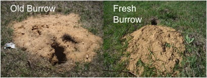 Grasses grow in dirt plumes of old burrows (left; Jefferson County), but fresh burrow dirt plumes often cover plants (right; Marquette County)