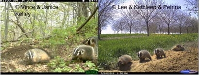 Mother badgers with their kits are among the many different activities that can be captured with a trail camera. Photos like these (left; Juneau County, right; Door County) are the best confirmation that a burrow is active.