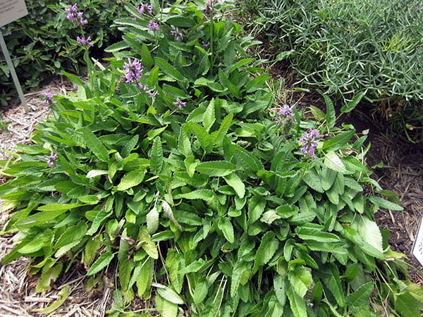 Betony (Stachys officinalis)