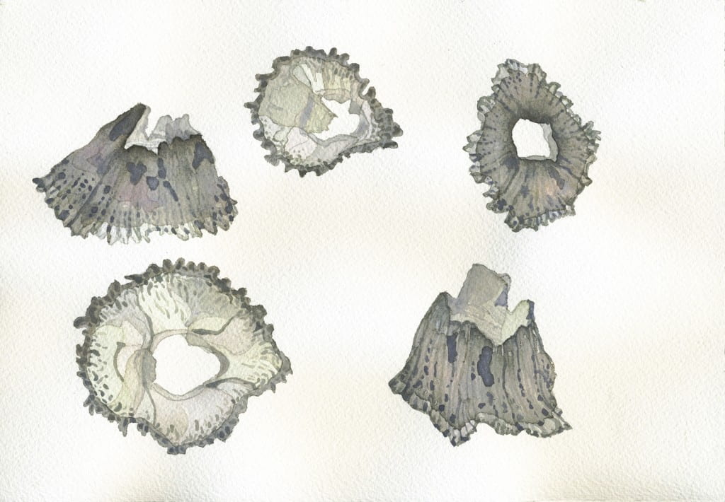Barnacle Studies IV2016, watercolor on Arches, 7 x 10 inches