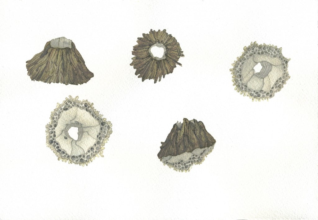 Barnacle Studies V2016, watercolor on Arches, 7 x 10 inches