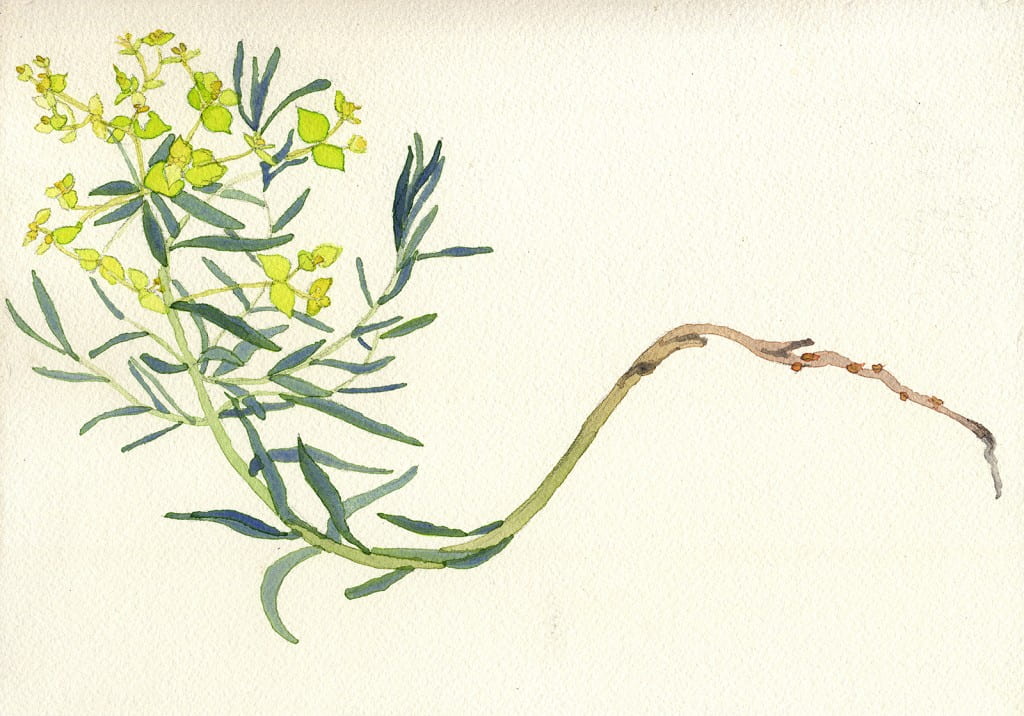 Death of a Leafy Spurge: Day 12014, watercolor on Arches, 7 x 10 inches