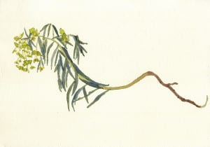 Death of a Leafy Spurge: Day 22014, watercolor on Arches, 7 x 10 inches
