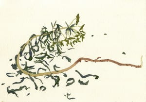 Death of a Leafy Spurge: Day 52014, watercolor on Arches, 7 x 10 inches